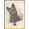 AK - Scottish Terrier mit Ball  