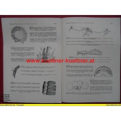 Allgemeine Anatomie der Wirbellosen.  Lfg. 3 und 4