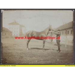 K.u.k. Foto Chargepferd Degen von Oblt. Makk (TrainDiv. Nr.12)