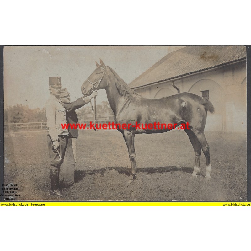 K.u.k. Foto Oblt. Makk eigenes Pferd Leda (TrainDiv. Nr.12) K.u.k. Foto Oblt. Makk eigenes Pferd Leda (TrainDiv. Nr.12)