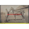 K.u.k. Foto Oblt. Makk eigenes Pferd Leda (TrainDiv. Nr.12)